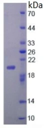 Mouse FGF22 protein, His tag (active). GTX00299-pro