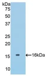 Mouse COL6A1 protein, His tag. GTX00317-pro