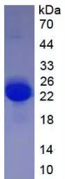 Rat VEGFA protein, His tag (active). GTX00343-pro