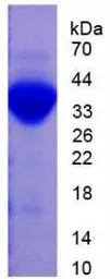 Rat Plasminogen protein, His tag. GTX00354-pro