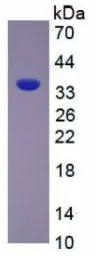 Rat Arginase 1 protein, His tag. GTX00359-pro