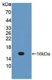 Rat IL13 protein, His tag. GTX00368-pro