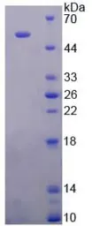 Rat ODC protein, His tag. GTX00369-pro