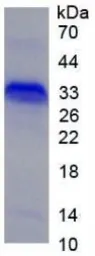 Rat NGF protein, His tag (active). GTX00371-pro