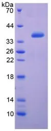 Rat EGF protein, His and GST tag (active). GTX00373-pro