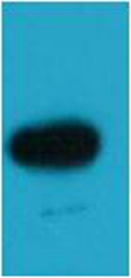 Anti-EBFP antibody used in Western Blot (WB). GTX00623