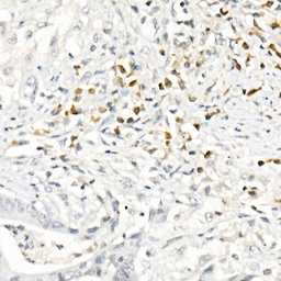 Anti-MCP1 / CCL2 antibody used in IHC (Paraffin sections) (IHC-P). GTX00641