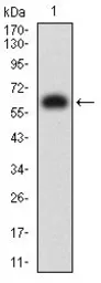 Anti-KIR3DL1 antibody [6D9A4] used in Western Blot (WB). GTX00648