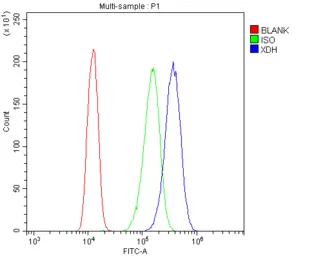 Anti-Xanthine Oxidase antibody used in Flow cytometry (FCM). GTX00652