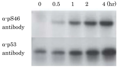 Anti-p53 (phospho Ser46) antibody [#36] used in Western Blot (WB). GTX00680