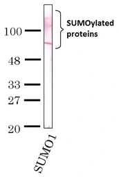 Anti-SUMO1 antibody [4D12] used in Western Blot (WB). GTX00701