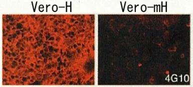 Anti-HB EGF antibody [4G10] used in Immunocytochemistry/ Immunofluorescence (ICC/IF). GTX00702