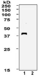 Anti-XPA antibody [5F12] used in Western Blot (WB). GTX00704