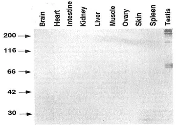 Anti-Haploid sperm cell-specific antigen antibody [TRA54] used in Western Blot (WB). GTX00716