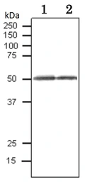 Anti-Calreticulin antibody used in Western Blot (WB). GTX00740