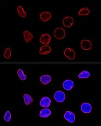 Anti-Lamin A + C antibody [GT1137] used in Immunocytochemistry/ Immunofluorescence (ICC/IF). GTX00774