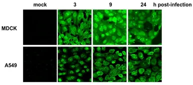 Anti-Influenza A virus Nucleoprotein antibody [C43] used in Immunocytochemistry/ Immunofluorescence (ICC/IF). GTX00858