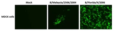 Anti-Influenza B virus Hemagglutinin (HA) antibody [1H12] used in Immunocytochemistry/ Immunofluorescence (ICC/IF). GTX00859