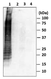 Anti-Salmonella enteritidis LPS antibody [se-1] used in Western Blot (WB). GTX00861