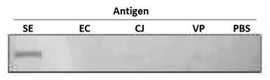 Anti-Salmonella enteritidis LPS antibody [se-1] used in Dot blot (Dot). GTX00861
