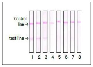 Anti-Verotoxin / Shiga toxin (SLT-1 + SLT-2) subunit A antibody [vero-01] used in Lateral Flow (Lateral Flow). GTX00863