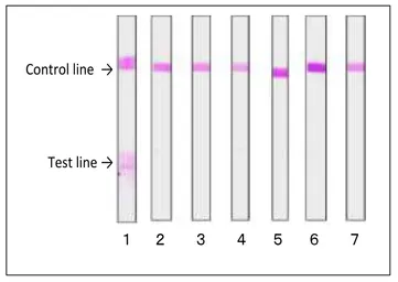 Anti-Staphylococcus aureus Enterotoxin A + Enterotoxin B antibody [sa-01] used in Lateral Flow (Lateral Flow). GTX00864