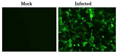 Anti-Influenza B virus M1 (matrix protein) antibody [6A11] used in Immunocytochemistry/ Immunofluorescence (ICC/IF). GTX00869
