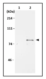 Anti-MCM7 antibody used in Immunoprecipitation (IP). GTX00894