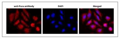 Anti-PURA antibody used in Immunocytochemistry/ Immunofluorescence (ICC/IF). GTX00901