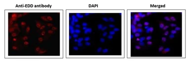 Anti-EDD antibody used in Immunocytochemistry/ Immunofluorescence (ICC/IF). GTX00902