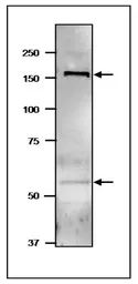 Anti-GltB + GltD antibody used in Western Blot (WB). GTX00922