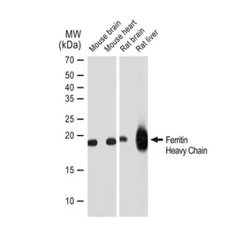 Anti-Ferritin Heavy Chain antibody [GT1149] used in Western Blot (WB). GTX00928