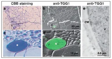 Anti-TGG1 / Myrosinase 1 antibody used in Immunocytochemistry/ Immunofluorescence (ICC/IF). GTX00932