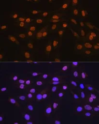 Anti-ELAVL1 / HuR antibody [GT1182] used in Immunocytochemistry/ Immunofluorescence (ICC/IF). GTX00944
