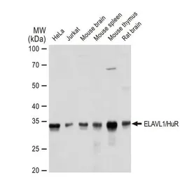 Anti-ELAVL1 / HuR antibody [GT1182] used in Western Blot (WB). GTX00944