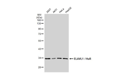 Anti-ELAVL1 / HuR antibody [GT1182] used in Western Blot (WB). GTX00944