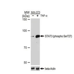 Anti-STAT3 (phospho Ser727) antibody [GT1206] used in Western Blot (WB). GTX00968