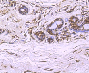 Anti-Cullin 4a antibody [JU07-33] used in IHC (Paraffin sections) (IHC-P). GTX01050