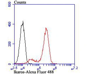 Anti-Ikaros antibody [JB50-38] used in Flow cytometry (FCM). GTX01051