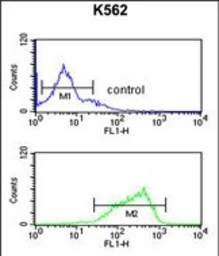 Anti-HAS2 antibody used in Flow cytometry (FCM). GTX01068