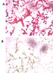 Anti-UCHL5 antibody used in IHC (Frozen sections) (IHC-Fr). GTX01069