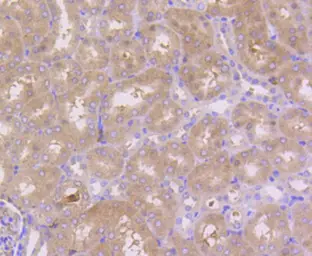 Anti-RKIP antibody [SC58-09] used in IHC (Paraffin sections) (IHC-P). GTX01163