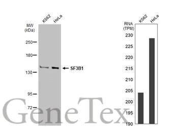 Anti-SF3B1 antibody [JB40-32] used in Western Blot (WB). GTX01165