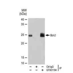 Anti-Bcl-2 antibody [GT1213] used in Immunoprecipitation (IP). GTX01194