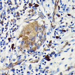 Anti-EIF2C2 antibody [GT1226] used in IHC (Paraffin sections) (IHC-P). GTX01534