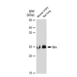 Anti-Bim antibody [GT1234] used in Western Blot (WB). GTX01542
