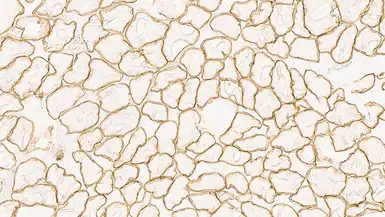 Anti-alpha Sarcoglycan antibody [Ad1/20A6] used in IHC (Frozen sections) (IHC-Fr). GTX01939