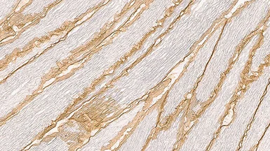 Anti-DAG1 / beta Dystroglycan antibody [43DAG1/8D5] used in IHC (Frozen sections) (IHC-Fr). GTX01940