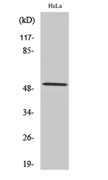 Anti-Cyclin A1 antibody used in Western Blot (WB). GTX02524