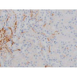 Anti-alpha Synuclein (phospho Ser129) antibody used in IHC (Paraffin sections) (IHC-P). GTX02537